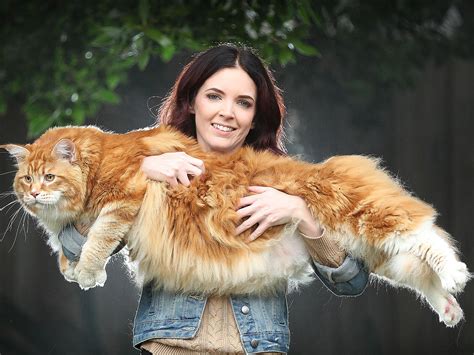 largest housecat in the world|largest domestic cat on record.